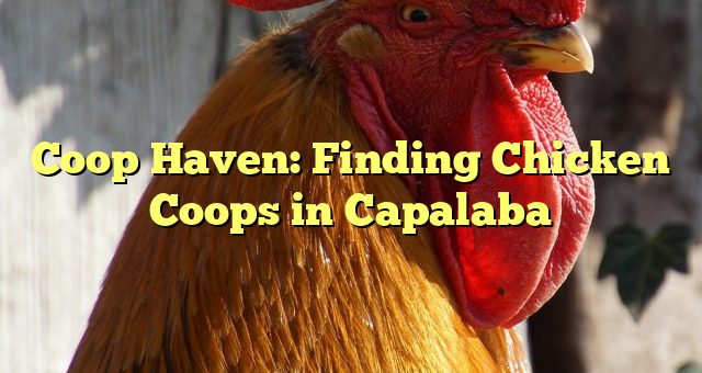 Coop Haven: Finding Chicken Coops in Capalaba 